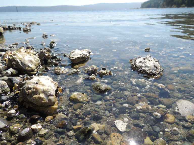 Oysters on beach