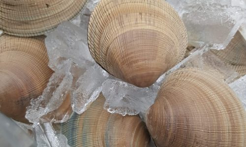 littleneck-clams-2