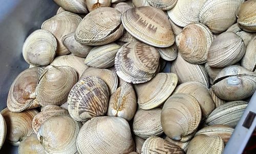 littleneck-clams-3