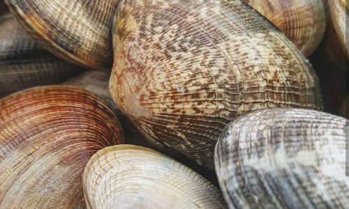 manila-clams-1