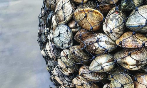 manila-clams-2