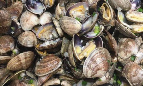 manila-clams-3