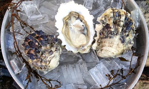 quilcene-select-oysters-1