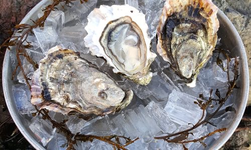 quinty-point-oysters-1