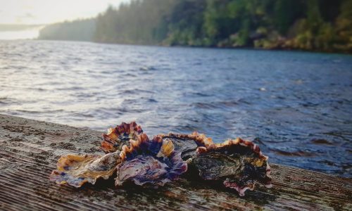 quinty-point-oysters-2