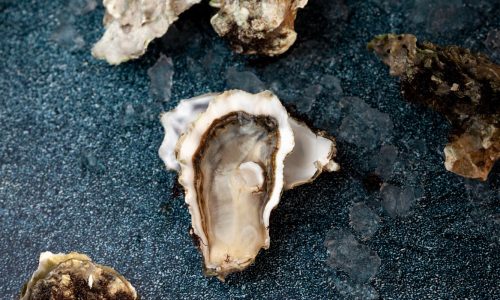 quinty-point-oysters-3