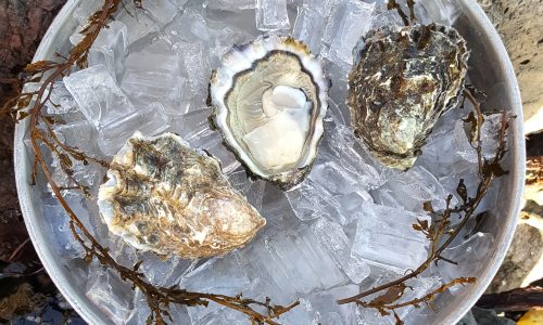 sweet-creek-oysters-fulton-creek-oysters-1